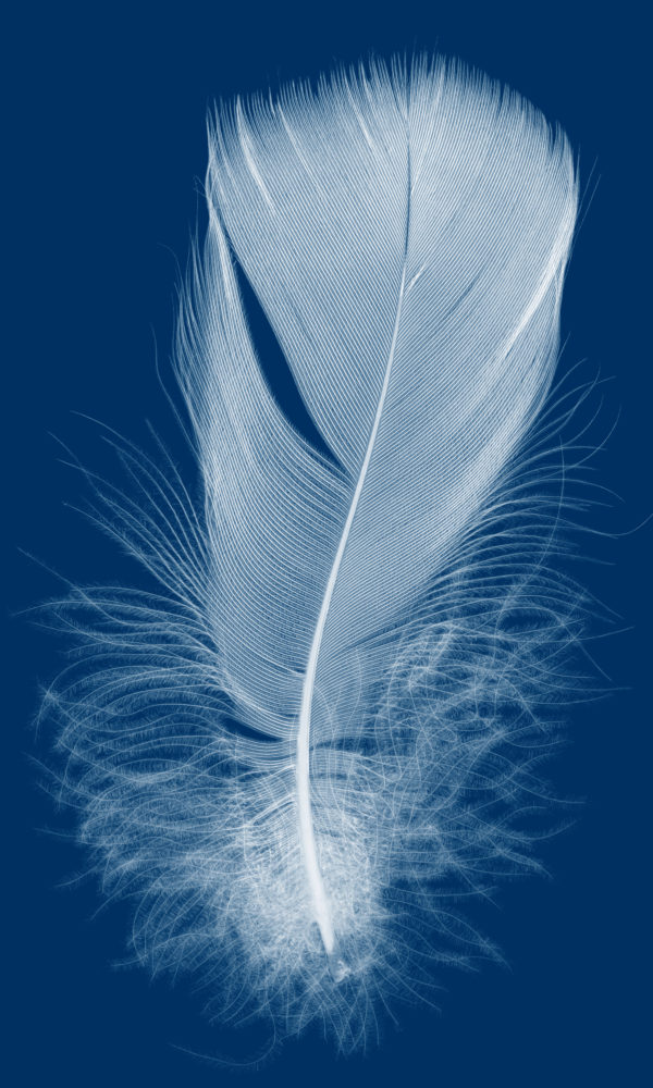 Feathers & Down EDFA
